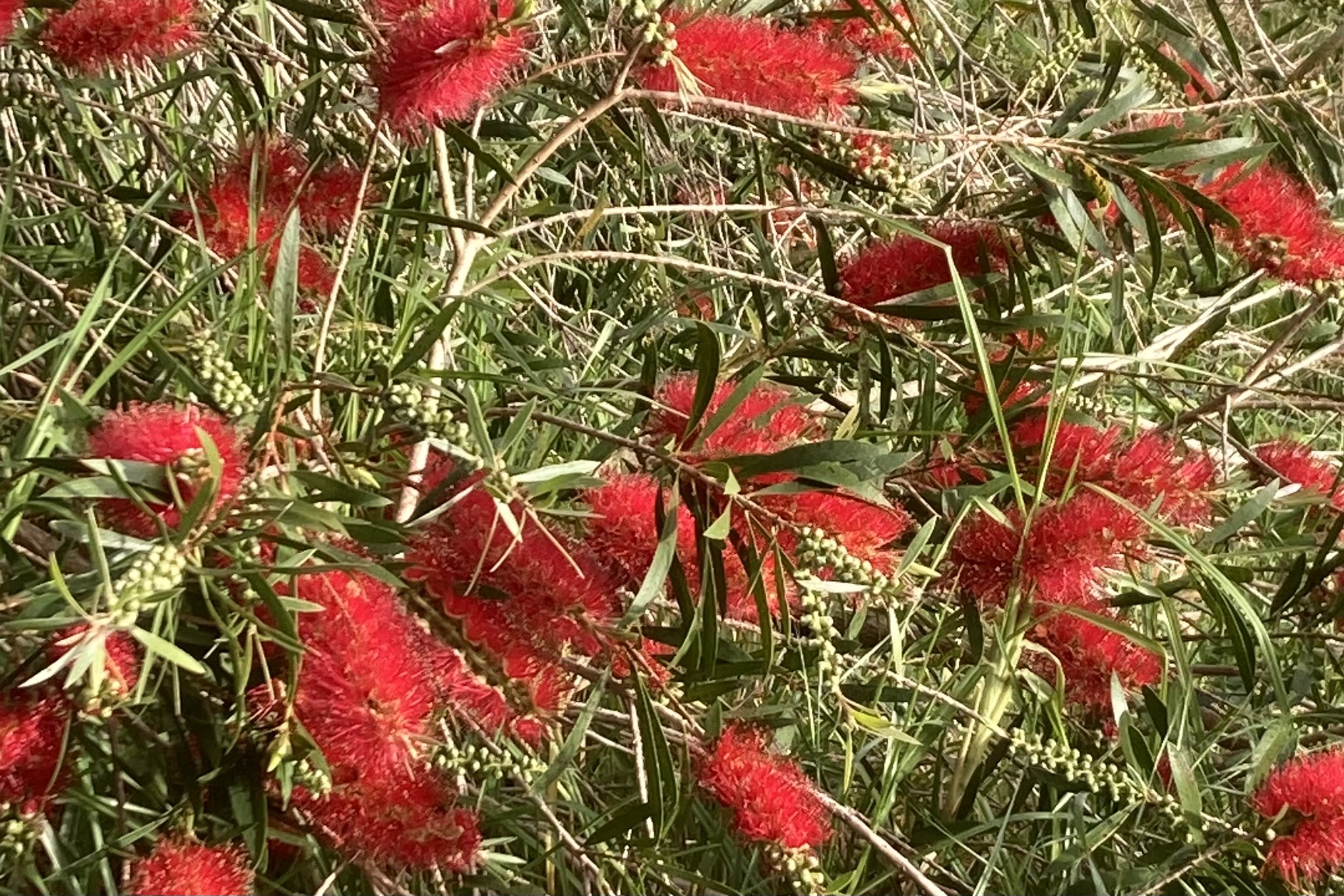 Flora of the Fleurieu