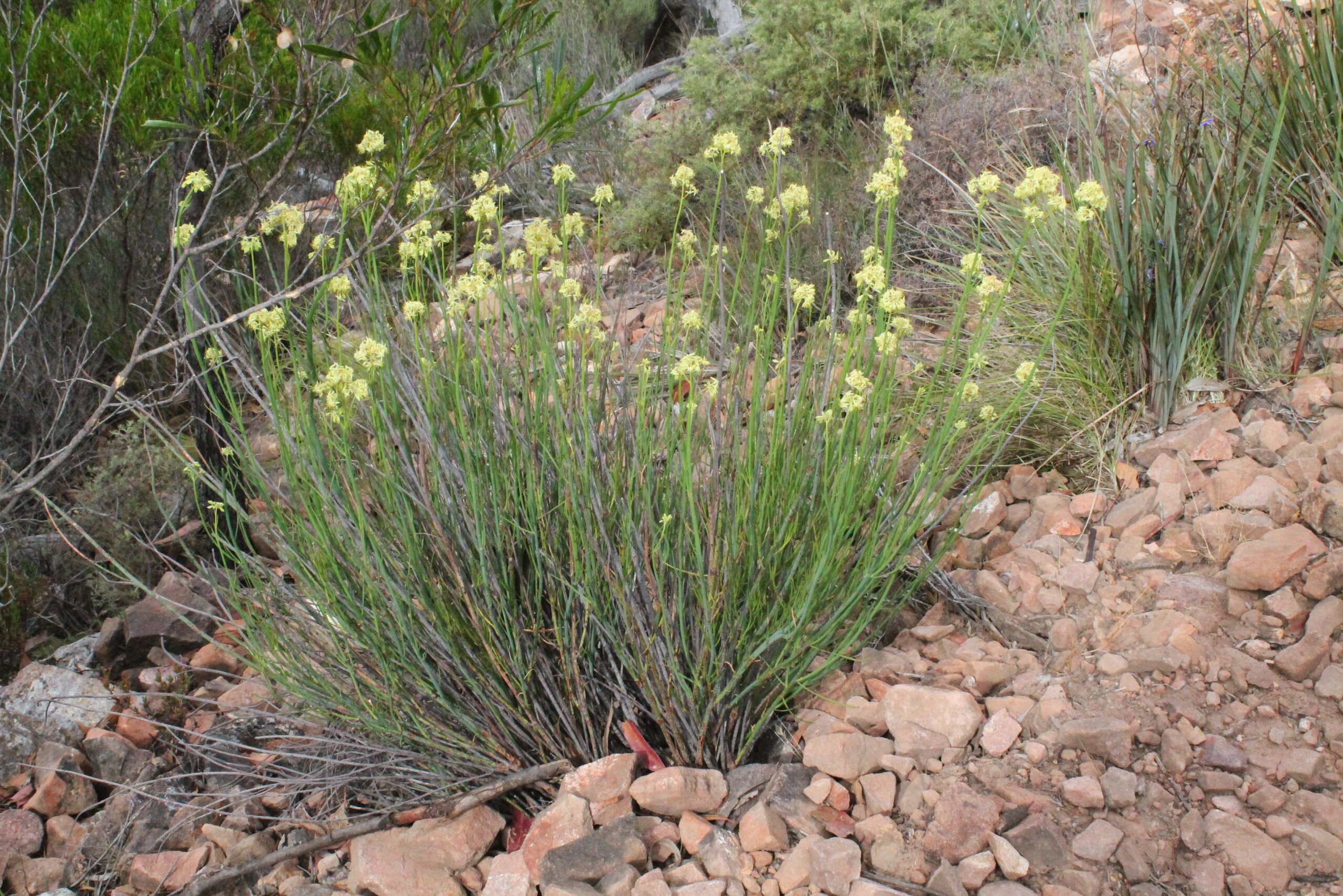 Australian Cultivar Registration Authority