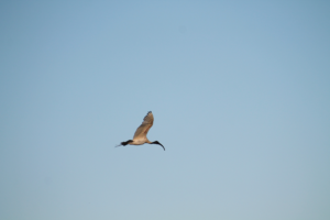 Fleurieu Birds: What to see and where to see them