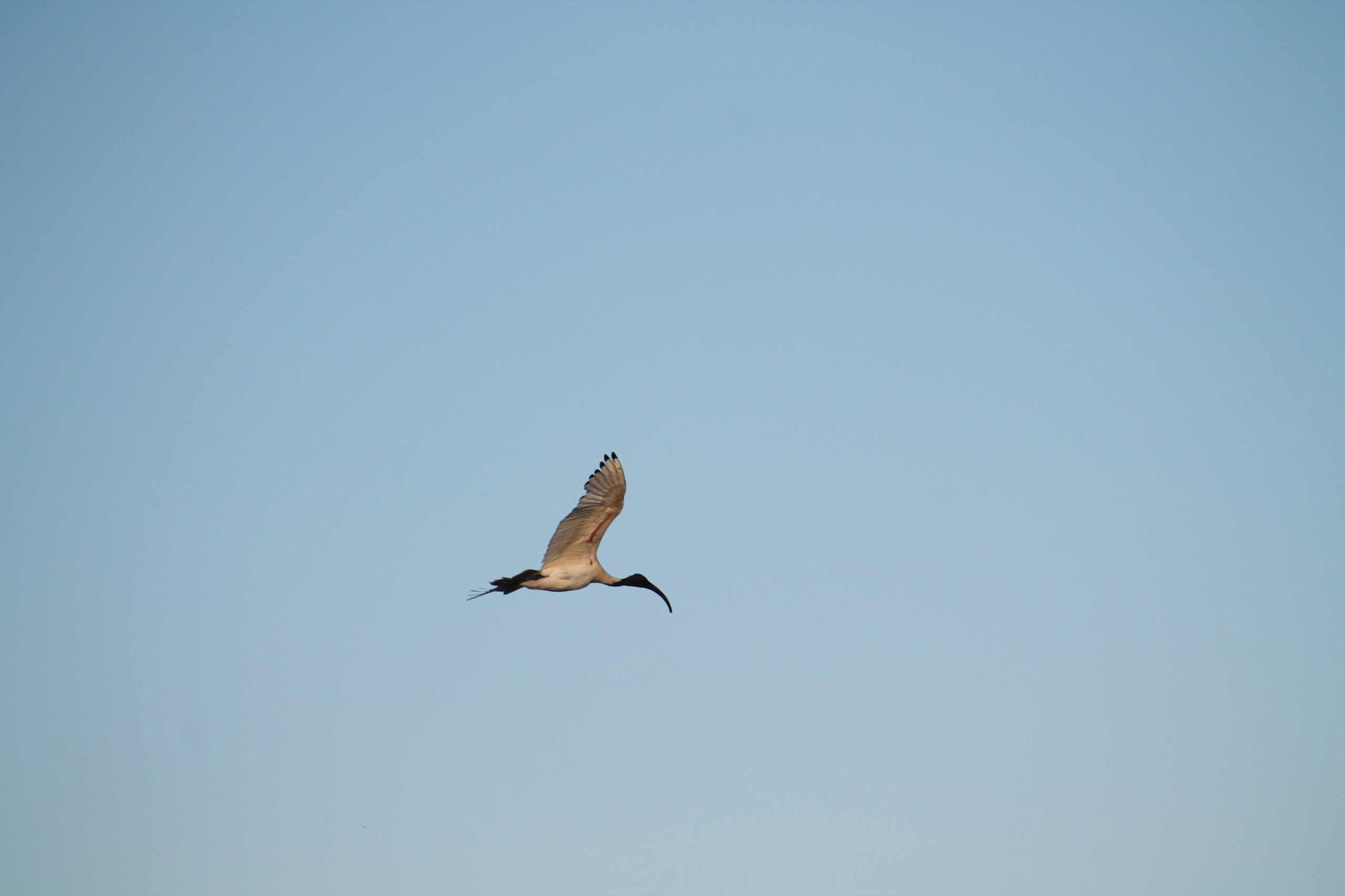 Fleurieu Birds: What to see and where to see them Fleurieu Birds: What to see and where to see them