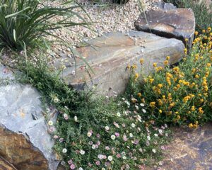 Mixed Native and Exotic Mediterranean Garden – A Case Study