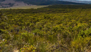 Cox Scrub Conservation Park