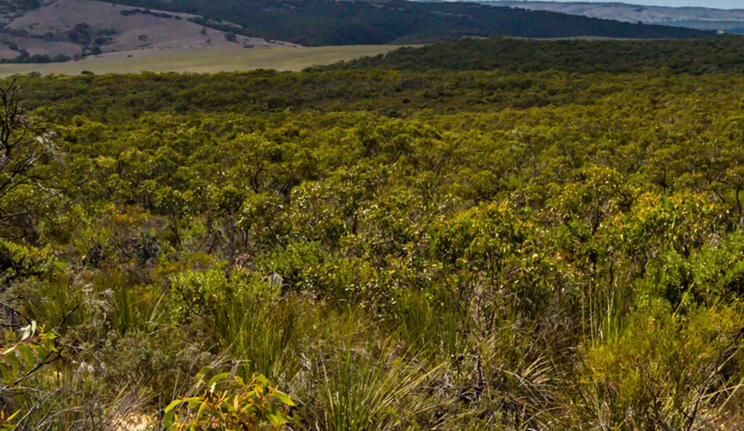 Cox Scrub Conservation Park Cox Scrub Conservation Park
